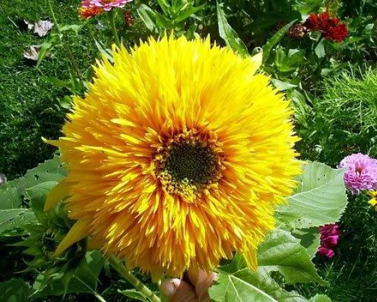 Красивые желтые цветы многолетники для сада: каталог с названиями и фото