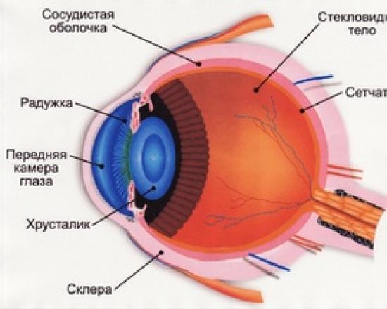 Строение и функции глаза человека